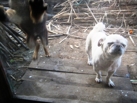 Die Hunde von Zhao Zhe