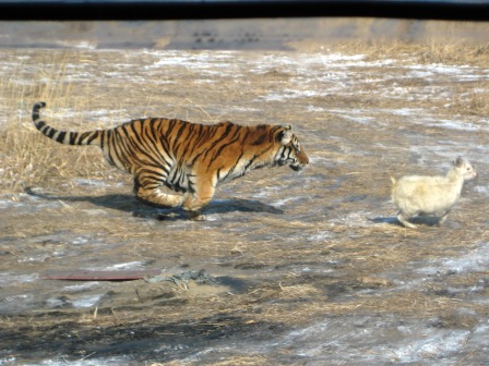 Tiger auf der Jagd